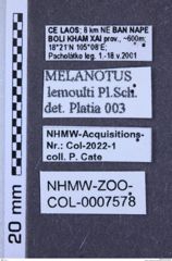 Etiketten zu Melanotus lemoulti (NHMW-ZOO-COL-0007578)